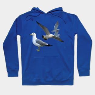 Black Tailed Gulls Hoodie